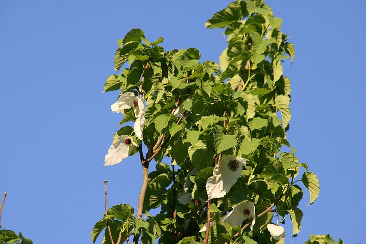 Det-Kinessiska-näsduksträdet-(Davidia-involucrata)