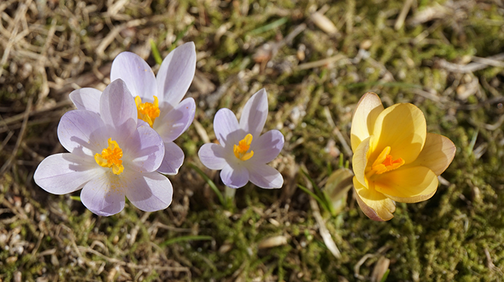 Tre blå och en gul krokus.