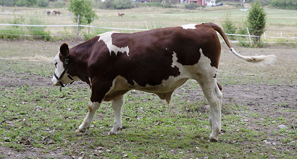 Oxen Skalman i hagen sedd från sidan.