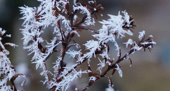 Närbild av en kvist klädd i frost. Brun kvist och isiga kristaller.