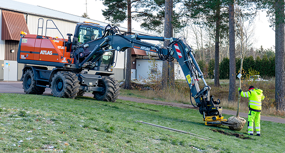 Trädplantering