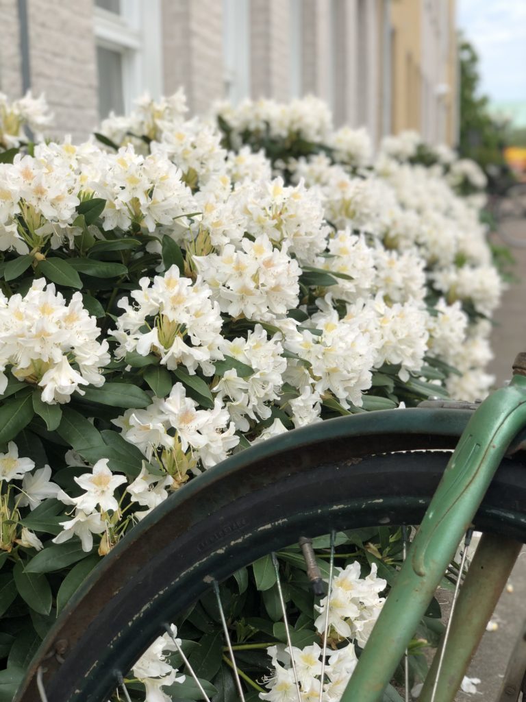 En cykel framför blommande Rhododendron.