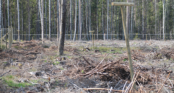 Skogsarbete på Kilenegården