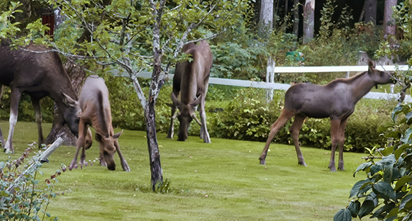 Visar på ett ovanligt besök hemma i trädgården