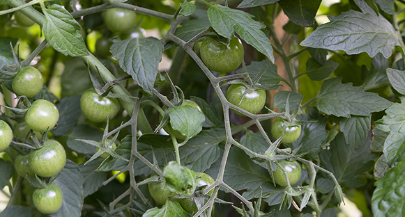 Gröna tomater.