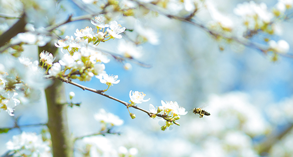 Vita äppelblommor och ett litet bi.