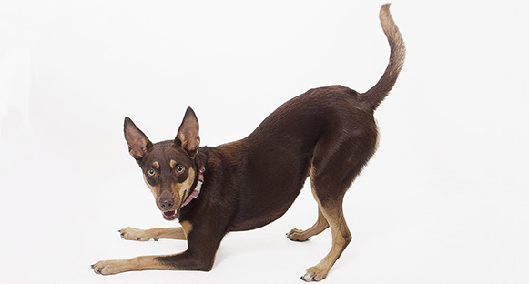 Hund av rasen Australian Kelpie.