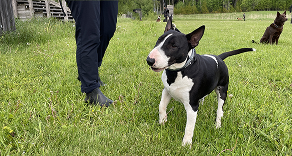 Vilken goding! Bullterriervalpen Ozzy.