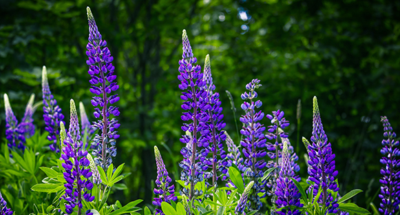 Man kan verkligen inte tro att dessa vackra blommor är invasiva och bör utrotas.