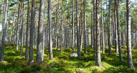 Vad vore livet utan skogen?