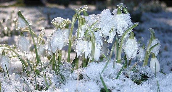 Första vårtecknet. Snödroppar i snö.